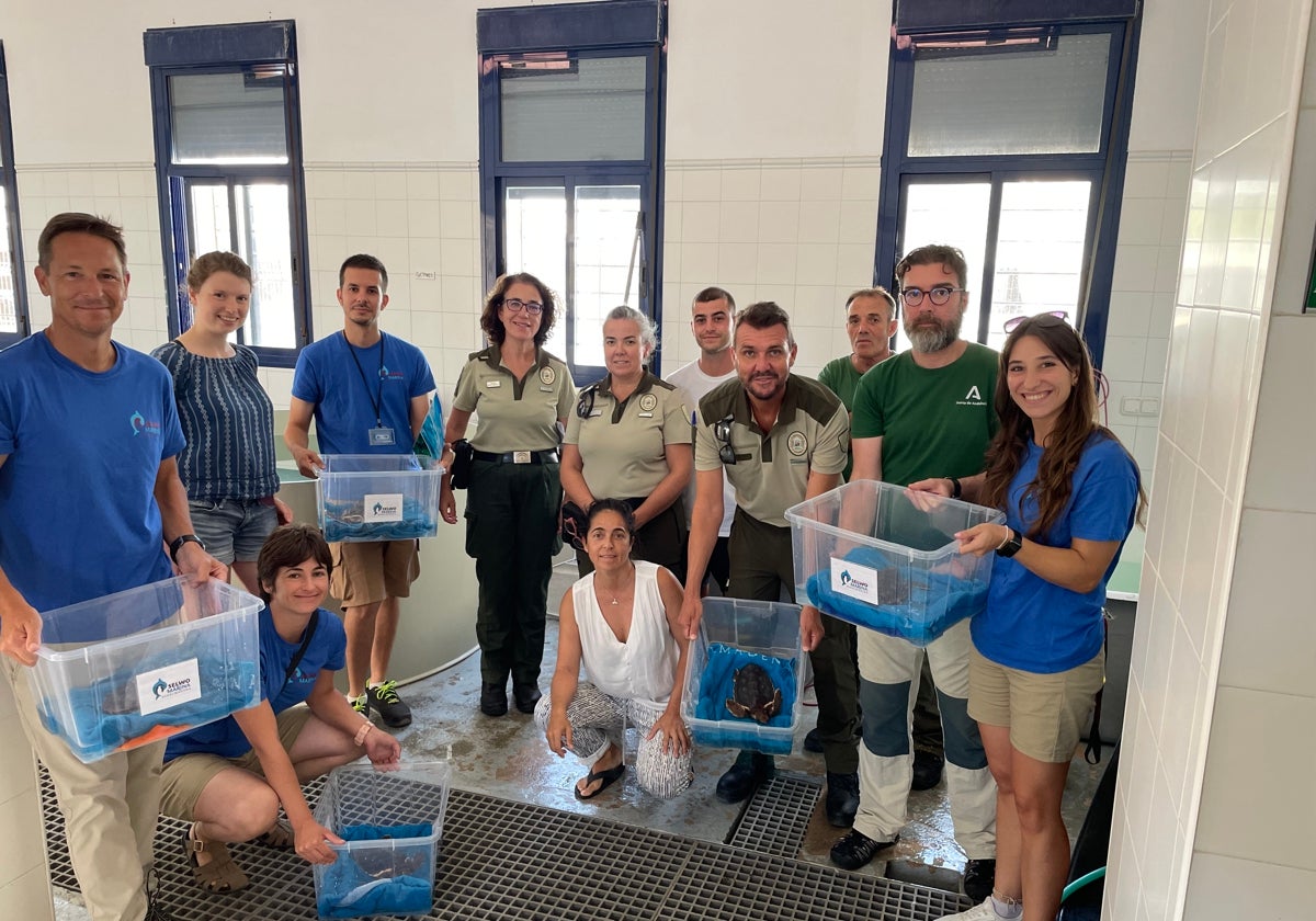 The turtles at the Junta de Andalucía centre, ready to be transferred to Selwo Marina.