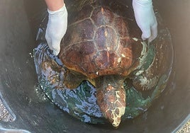 The rescued turtle.