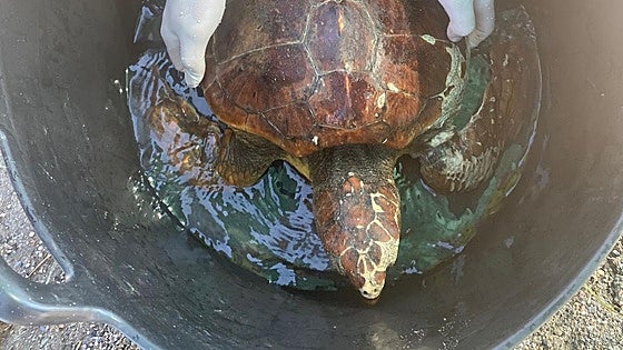 Beachgoers rush to the rescue of trapped loggerhead sea turtle in Spain
