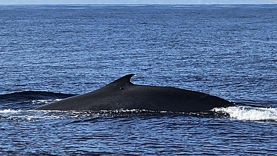 Rare sighting of fin whales off Costa Tropical in south of Spain