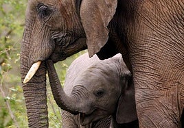 File image of a young African elephant, with its mother, in South Africa.