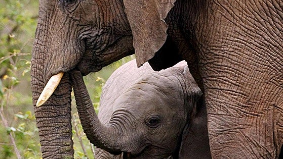 Spanish tourist trampled to death by elephant in South Africa nature park