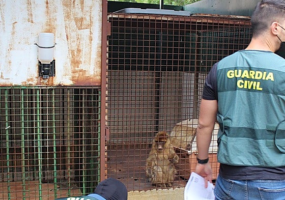 One of the Barbary macaques found locked up in a cage in Granada, Spain.