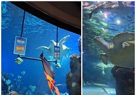 Spain or England? The result is in as turtle at Sea Life in Benalmádena predicts which team will win the Euro 2024 final