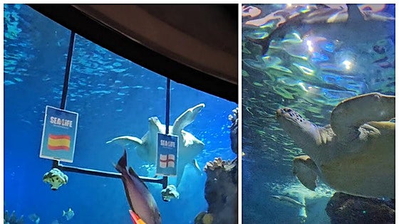 Spain or England? The result is in as turtle at Sea Life in Benalmádena predicts which team will win the Euro 2024 final