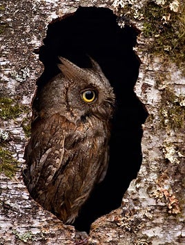 Otus scops scops.