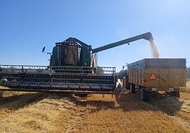 A combine harvester passes through a cereal field in the municipality of Campillos in the north of Malaga province.