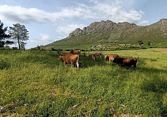 Cachena cows in the mountains of Vincios.