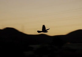 Red-necked nightjar in flight.