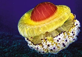 The rather striking 'fried egg' jellyfish, sighted along the coast of Alicante.