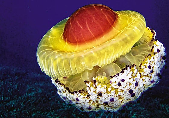The rather striking 'fried egg' jellyfish, sighted along the coast of Alicante.
