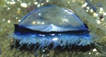 Velella velella