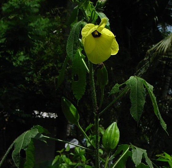 Recommended for your garden in the south of Spain: Abelmoschus moschatus