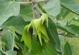 Crotalaria cunninghamii.