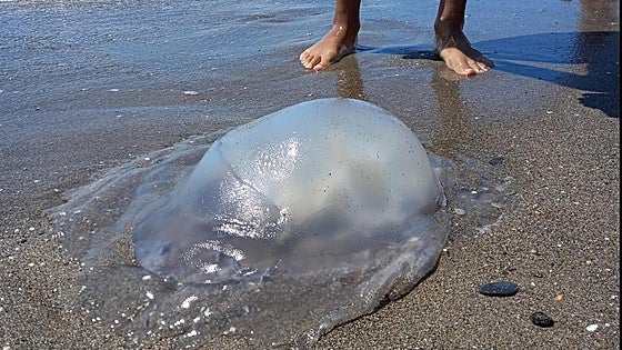 This is how to deal with jellyfish, spider fish and sea urchin stings, according to Spain's OCU