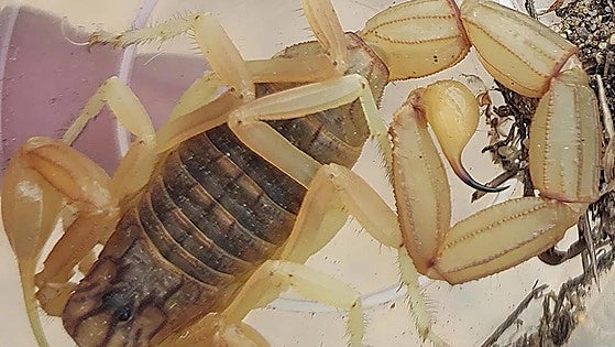 University researchers discover new species of scorpion in south of Spain