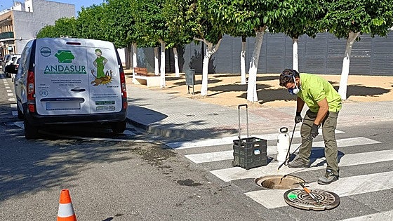 Benalmádena forced to hire emergency pest control company after sudden departure of previous one