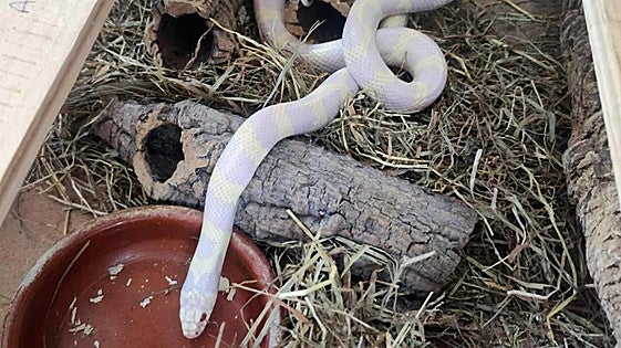 Police uncover 'zoological and biological time bomb' on Spain's Canary Islands