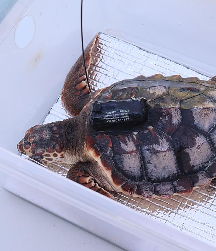 Imagen secundaria 2 - Photo special: The 49 loggerhead sea turtles that hatched on a Marbella beach last year are released into the sea