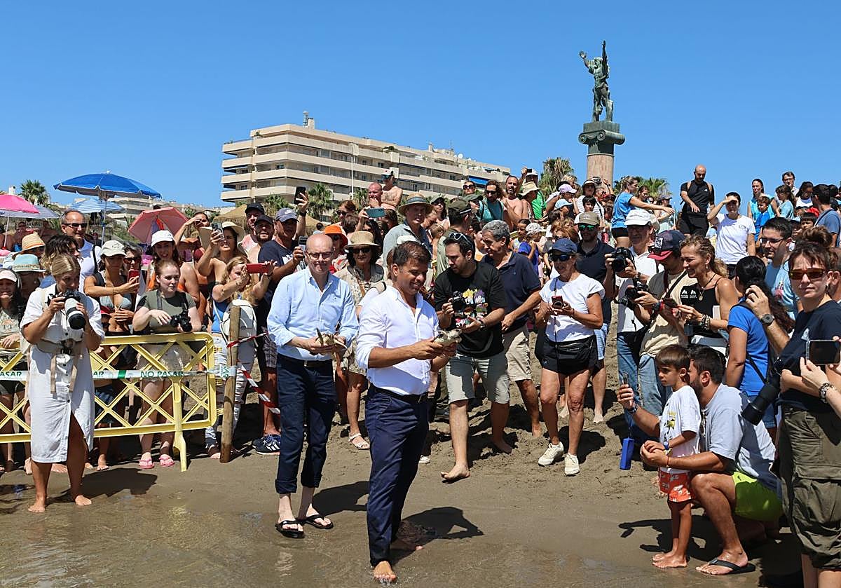 Imagen principal - Photo special: The 49 loggerhead sea turtles that hatched on a Marbella beach last year are released into the sea