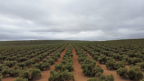 Harvest forecast suggests a drop in olive oil prices in Andalucía