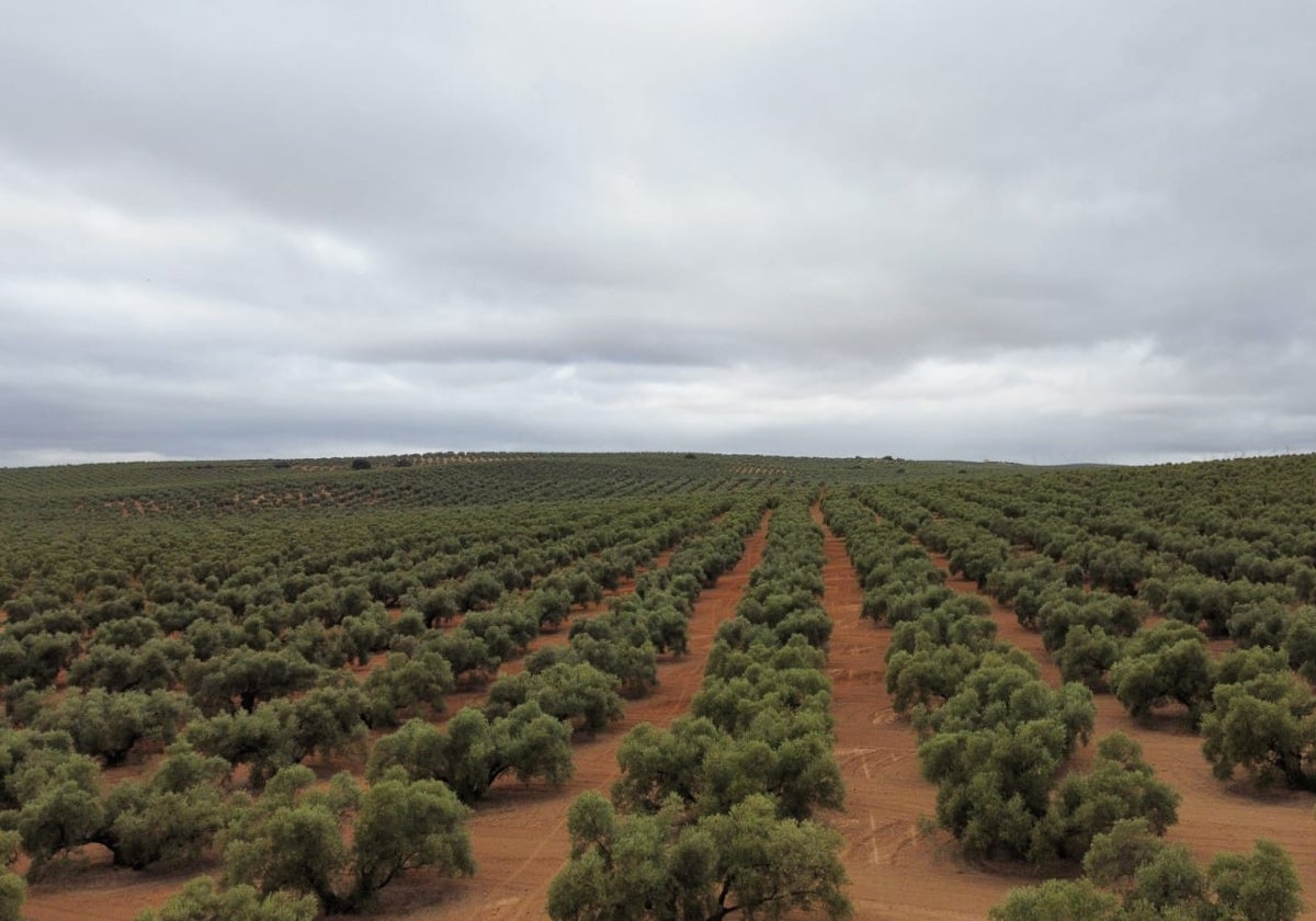 A panoramic view of an olive farm in the northern part of the province.