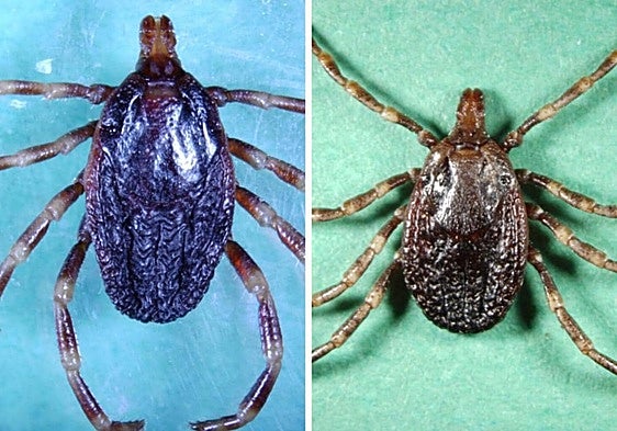 Male and female ticks of the species.