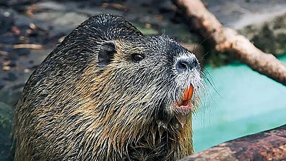 On the hunt for the coypu, the 'rat-otter' that is posing a threat to rivers in Spain