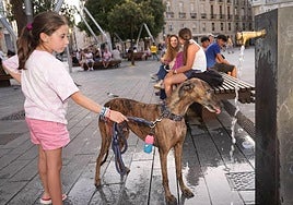 A young girl gives her dog a drink of water because of the high temperatures.