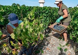 More than 4,000 people from Granada head to France for the grape harvest at the end of August