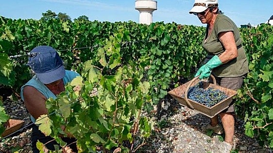 More than 4,000 people from Granada head to France for the grape harvest at the end of August