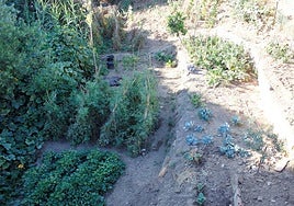 View of some of the allotments in the area.