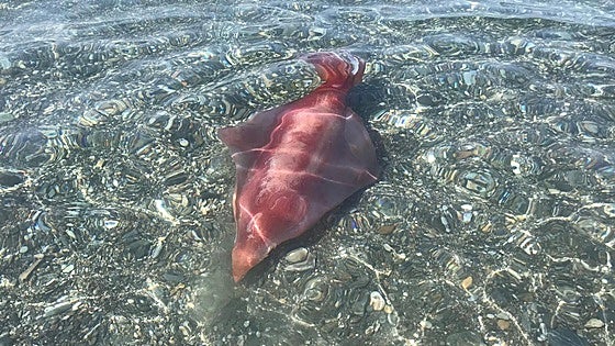 'Giant' squid takes bathers by surprise on Costa Tropical's Granada beach