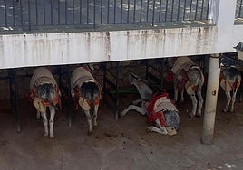 Image of one of the donkeys on the ground.