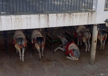Mijas town hall issues new regulation for protection of the donkeys in response to complaints
