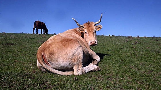 Gassy cows and global warming: Granada researchers may soon have a vaccine