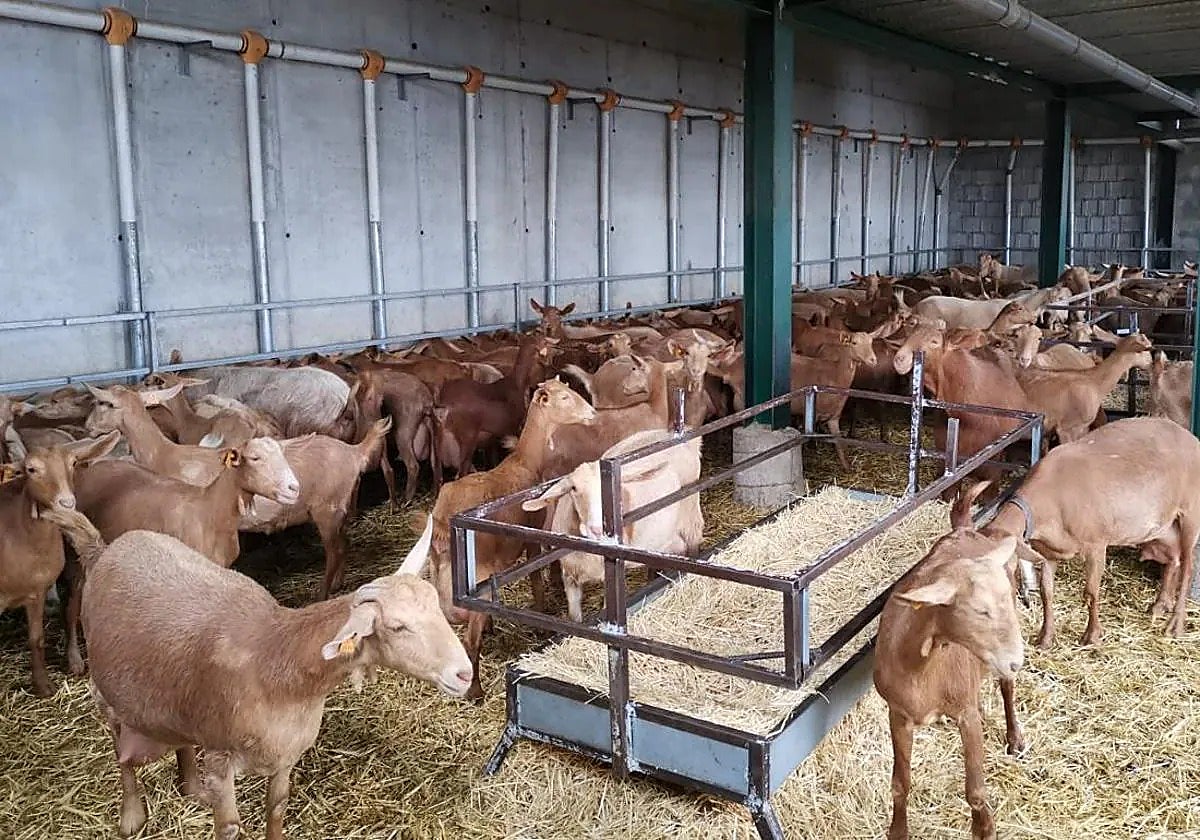 Image of a goat farm in Malaga.