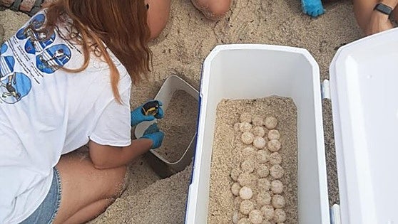 Benidorm: loggerhead turtle and flamingo turn beach into a wildlife park