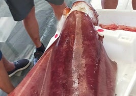 The squid weighs about 17 kilos.