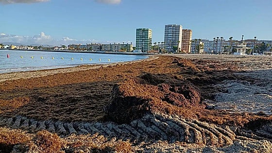 La Línea council collected over 250 tonnes of invasive algae between January and July
