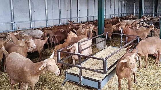 Rebellion on Malaga farms: new animal welfare regulations threaten their viability