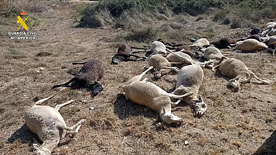 Police investigate death of 30 sheep after drinking from watering hole in Spain's Valencia region