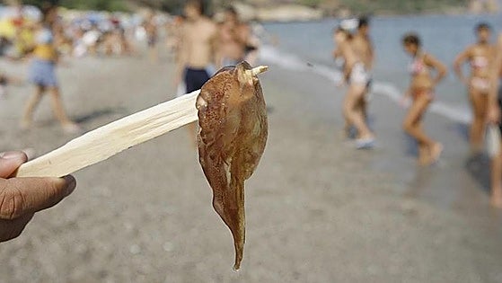 Why are there no jellyfish on the Costa del Sol this summer?