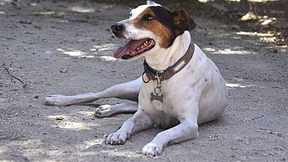 Overstretched Malaga animal shelter issues urgent plea for donated tins of pet food for abandoned animals