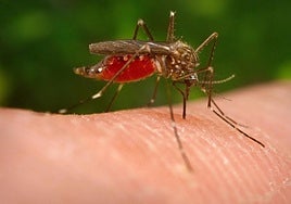 File image of mosquito.
