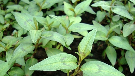 Recommended for your garden in the south of Spain: Persicaria odorata
