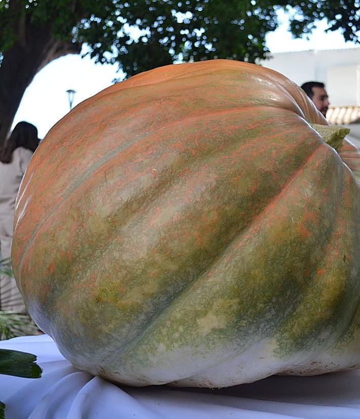 Imagen secundaria 2 - Best box of enormous 'huevo de toro' tomatoes sell for a record-breaking 6,000 euros, that's no bull