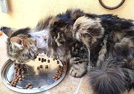 One of the cats in the municipality, a victim of cruelty.