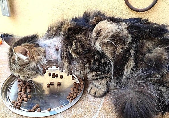 One of the cats in the municipality, a victim of cruelty.