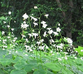 Vancouveria hexandra.